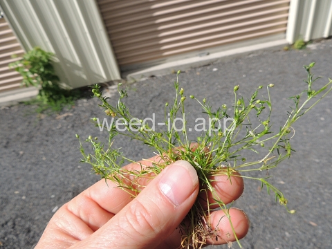 pearlwort, dwarf